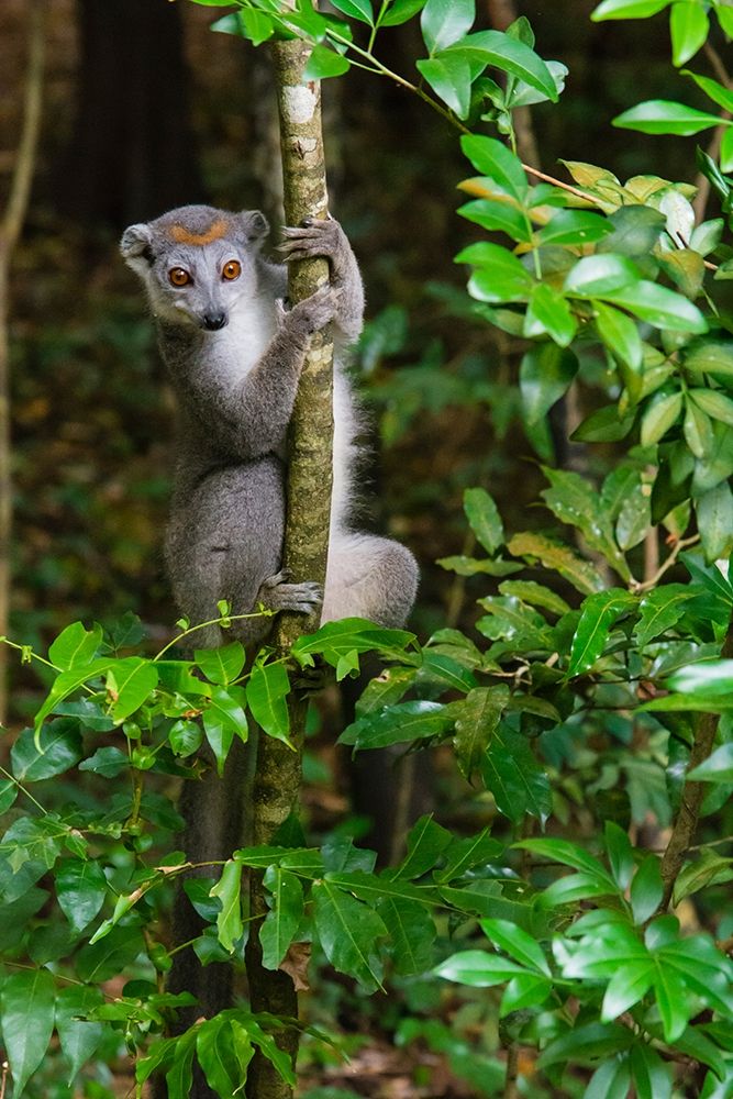 Madagascar-Ankarana-Ankarana Reserve Crowned lemur Curious lemur looks out of the forest